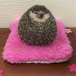ワイ ハリネズミを飼う なんでも受信遅報 なんj おんjまとめ ワイ ハリネズミを飼う なんでも受信遅報 なんj おんjまとめ