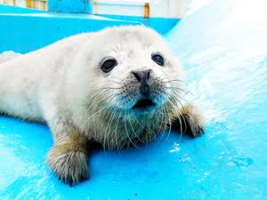 悲報 アザラシさん 昇天 なんでも受信遅報 なんj おんjまとめ