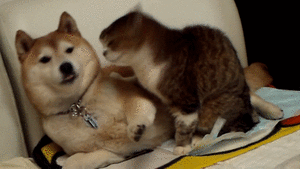 柴犬とかいう日本人の為に進化したような可愛さを持つ犬 なんでも受信遅報 なんj おんjまとめ 柴犬とかいう日本人の為に進化したような可愛さを持つ犬 なんでも受信遅報 なんj おんjまとめ