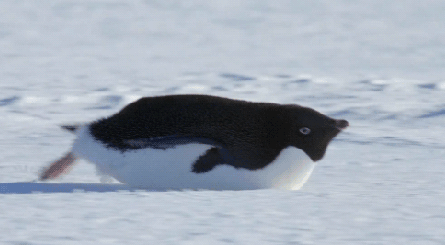 画像 いじめ ペンギン界にもあった なんでも受信遅報 なんj おんjまとめ 画像 いじめ ペンギン界にもあった なんでも受信遅報 なんj おんjまとめ