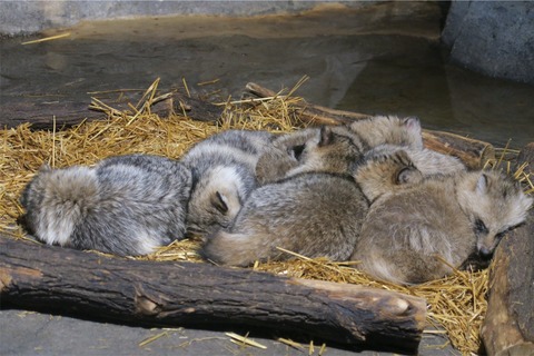 日本の動物園「タヌキあげるわ」外国の動物園「おおきに、珍獣あげわ」