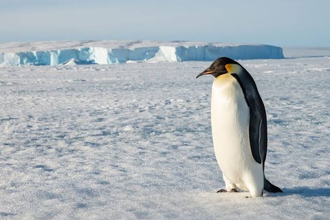 ペンギンさん、人間をペンギンだと勘違いする