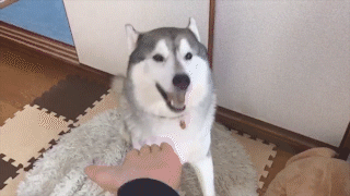画像 人間に完全に飼いならされて野性を失ったシベリアンハスキー なんでも受信遅報 なんj おんjまとめ 画像 人間に完全に飼いならされて野性を失ったシベリアンハスキー なんでも受信遅報 なんj おんjまとめ