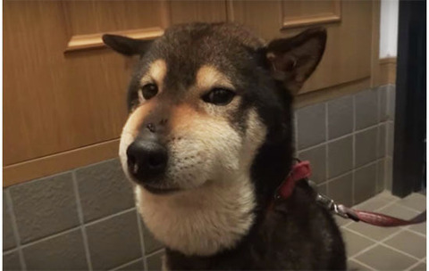 柴犬とかいう日本人の為に進化したような可愛さを持つ犬 なんでも受信遅報 なんj おんjまとめ 柴犬とかいう日本人の為に進化したような可愛さを持つ犬 なんでも受信遅報 なんj おんjまとめ