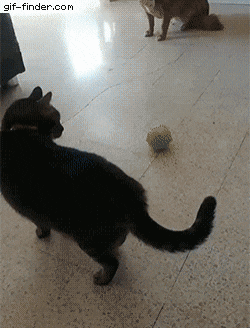 画像 Gif集 トラ 所詮猫だった なんでも受信遅報 なんj おんjまとめ 画像 Gif集 トラ 所詮猫だった なんでも受信遅報 なんj おんjまとめ