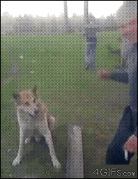 Gif画像 おもしろい犬のgif画像を貼ってくｗｗｗ モモンガ速報