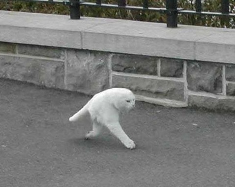 google-street-view-cat2