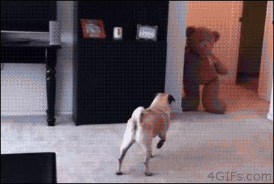 Gif画像 おもしろい犬のgif画像を貼ってくｗｗｗ モモンガ速報