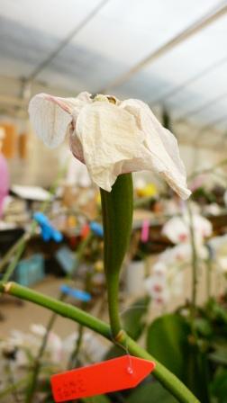 胡蝶蘭の種の話 洋蘭blog