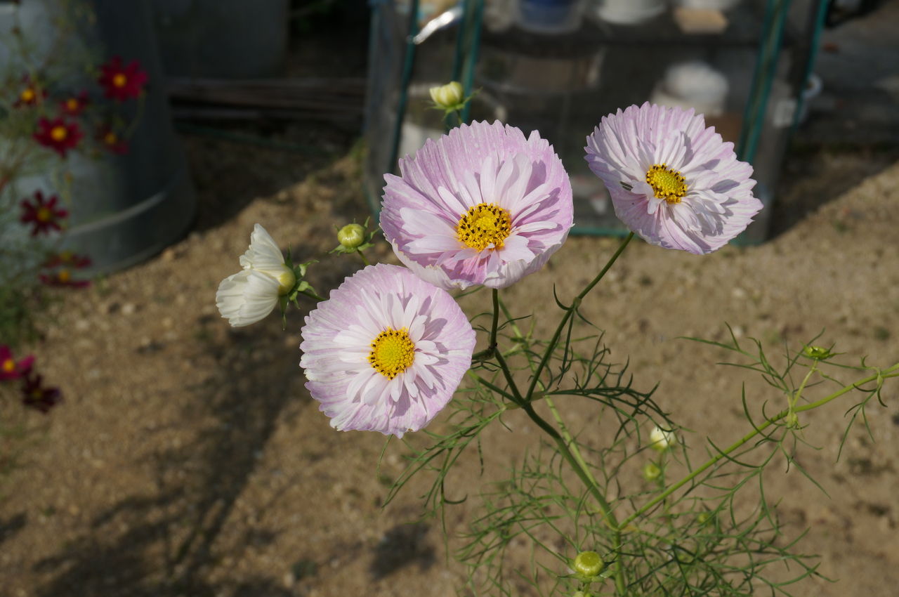 コスモスカップケーキと緑の芽 ボットマト コスモスカップケーキと緑の芽 ボットマト