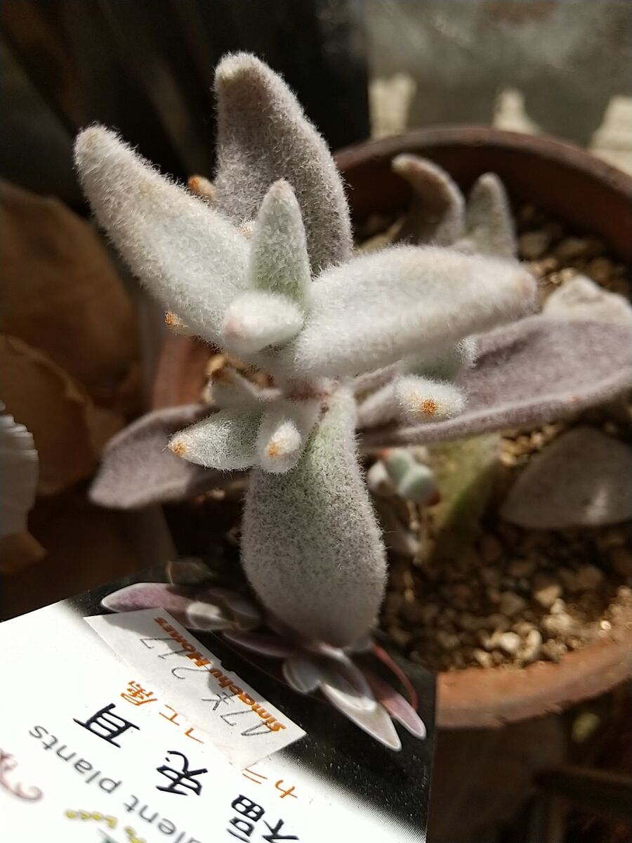 つぶやきショートショート 冬の楽しみ 新 神戸尊の事件簿 Mixiページ