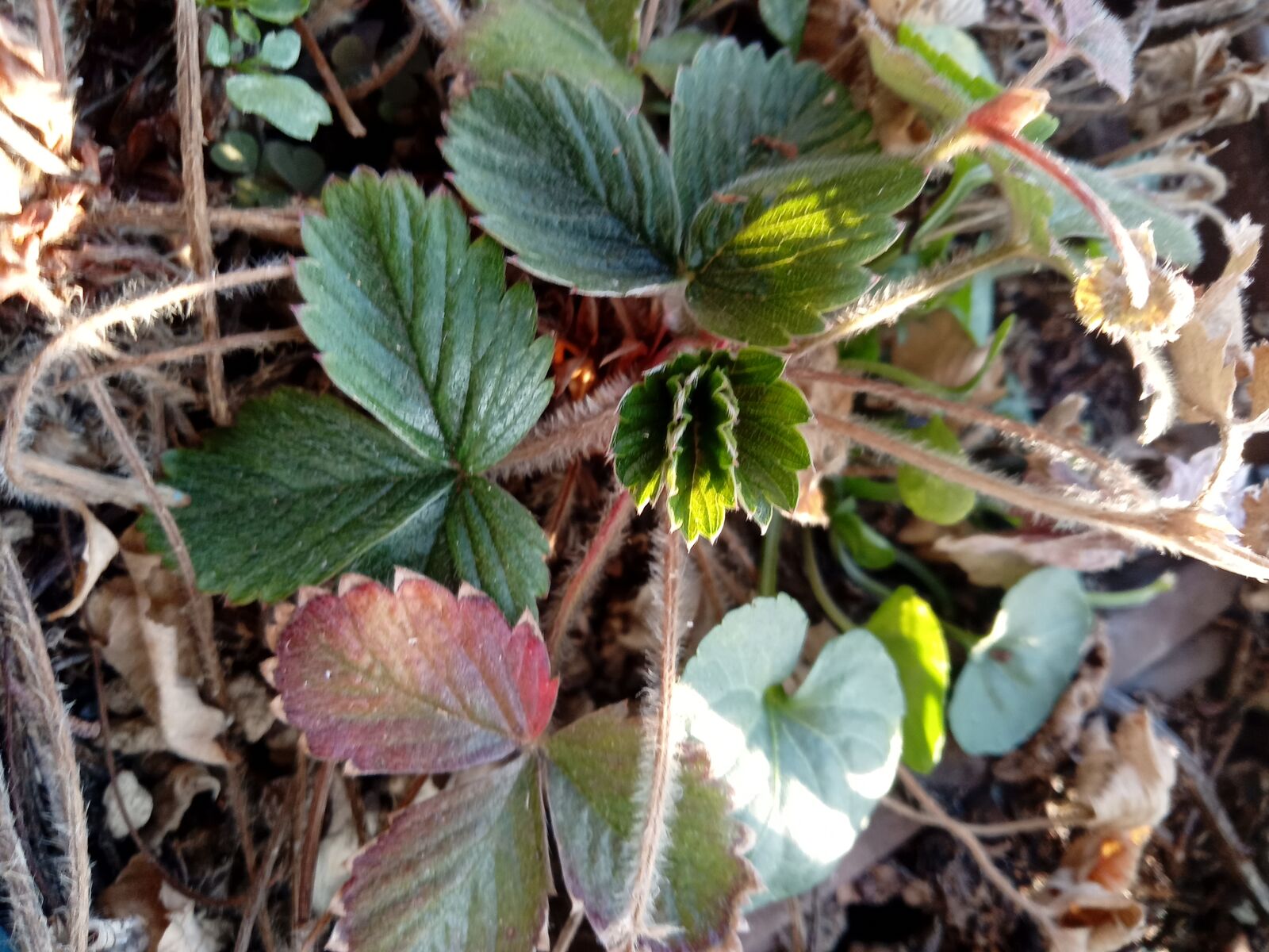 体調報告 Lavieちゃんと一緒 新 神戸尊の事件簿 Mixiページ