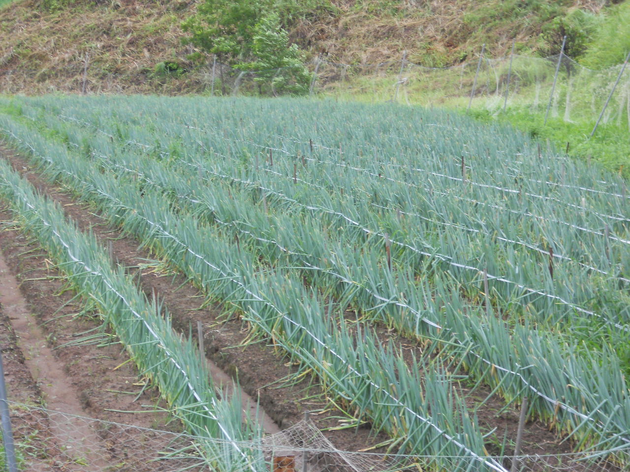 白ネギの台風直前 自然農法への転換日記