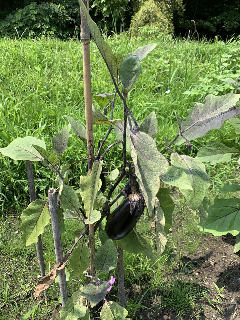 茄子 手入れ要らずで育てやすい茄子を収穫 畑 モカリクのおもちゃ箱 茄子 手入れ要らずで育てやすい茄子を収穫 畑 モカリクのおもちゃ箱