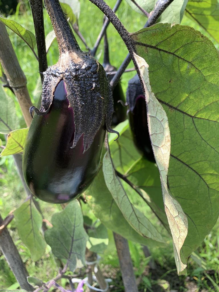 茄子 手入れ要らずで育てやすい茄子を収穫 畑 モカリクのおもちゃ箱 茄子 手入れ要らずで育てやすい茄子を収穫 畑 モカリクのおもちゃ箱