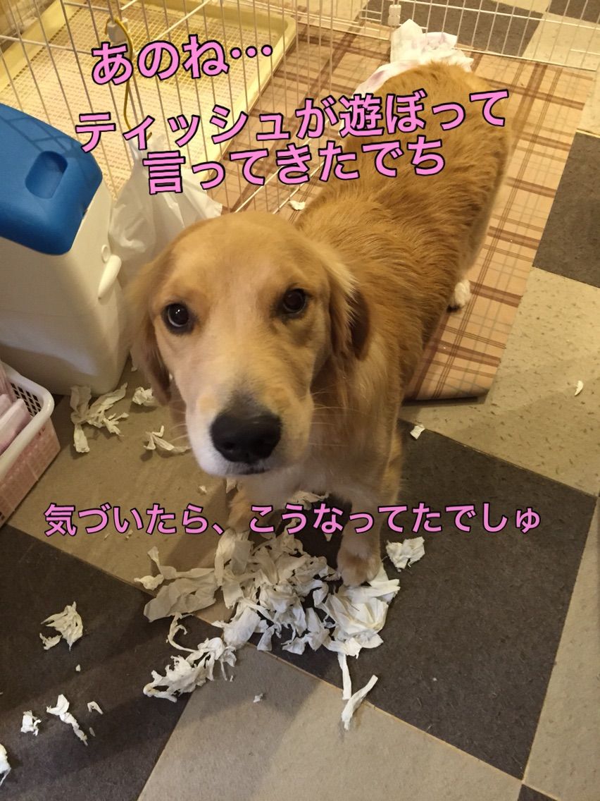 モカのお留守番 ゴールデンレトリバー モカ サラ ママ奮闘記 モカのお留守番 ゴールデンレトリバー モカ サラ ママ奮闘記