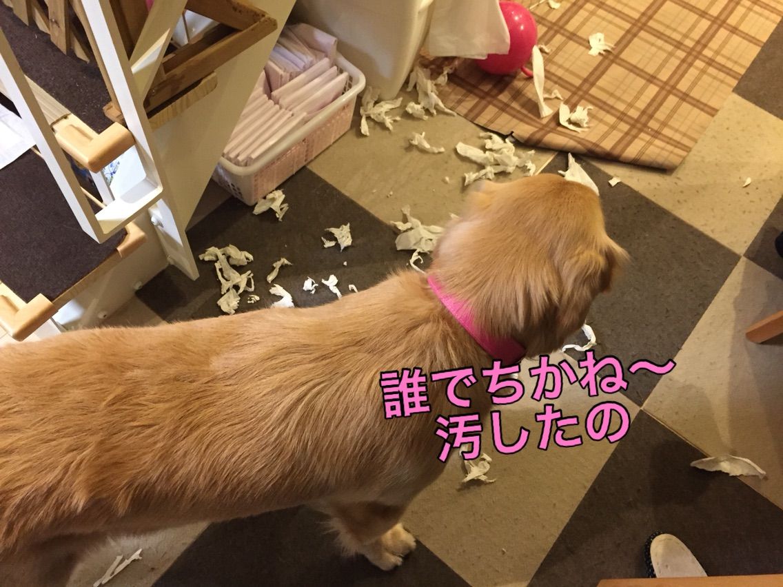 モカのお留守番 ゴールデンレトリバー モカ サラ ママ奮闘記 モカのお留守番 ゴールデンレトリバー モカ サラ ママ奮闘記