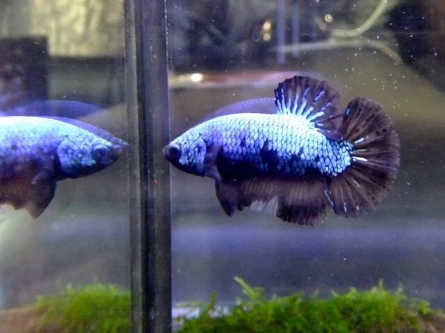 1匹でも存在感アリ かっこいいと可愛いを兼ね備えた魚 ベタ とは あずきちのアクアトピック 1匹でも存在感アリ かっこいいと可愛いを兼ね備えた魚 ベタ とは あずきちのアクアトピック