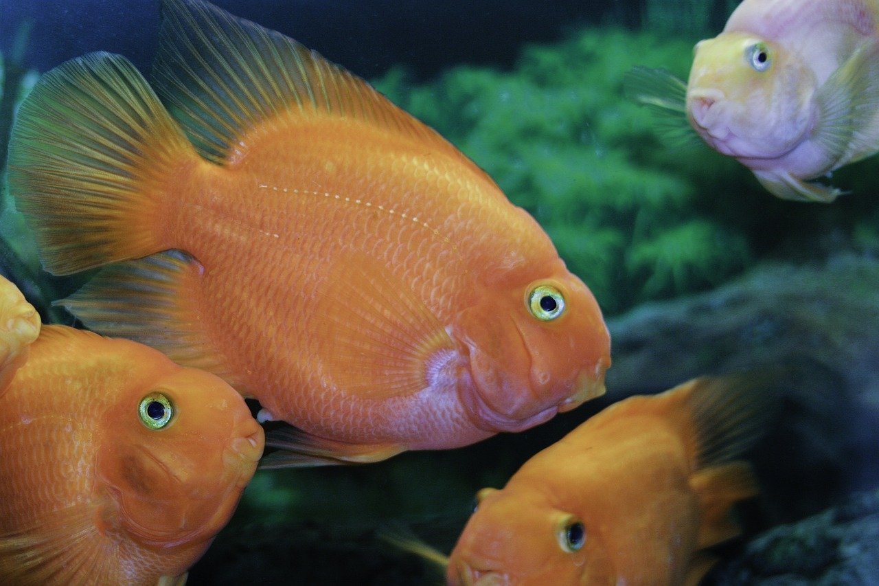 飼育設備は大丈夫 意外と知らない大きくなる熱帯魚たち6選 あずきちのアクアトピック 飼育設備は大丈夫 意外と知らない大きくなる熱帯魚たち6選 あずきちのアクアトピック