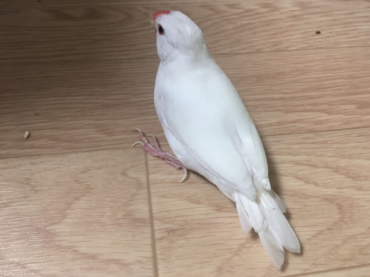 もちさんのツクツク期 始まる 白文鳥 もちぶろぐ