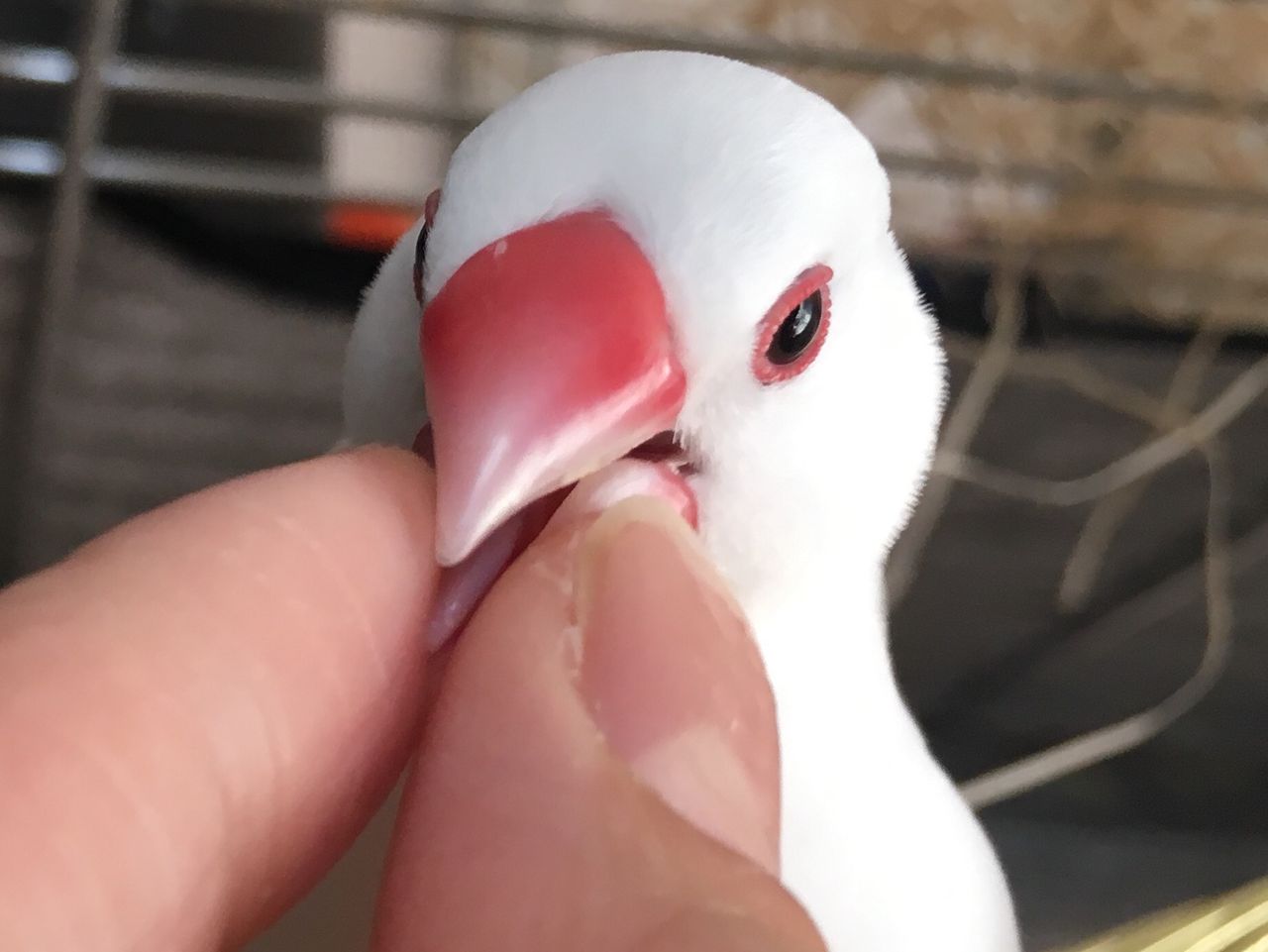 くちばしを指でつまむと嬉しそう 白文鳥 もちぶろぐ