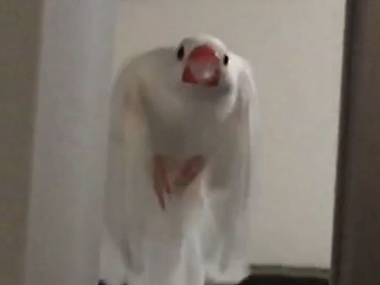 初めてのメロン ホバリング 白文鳥 もちぶろぐ