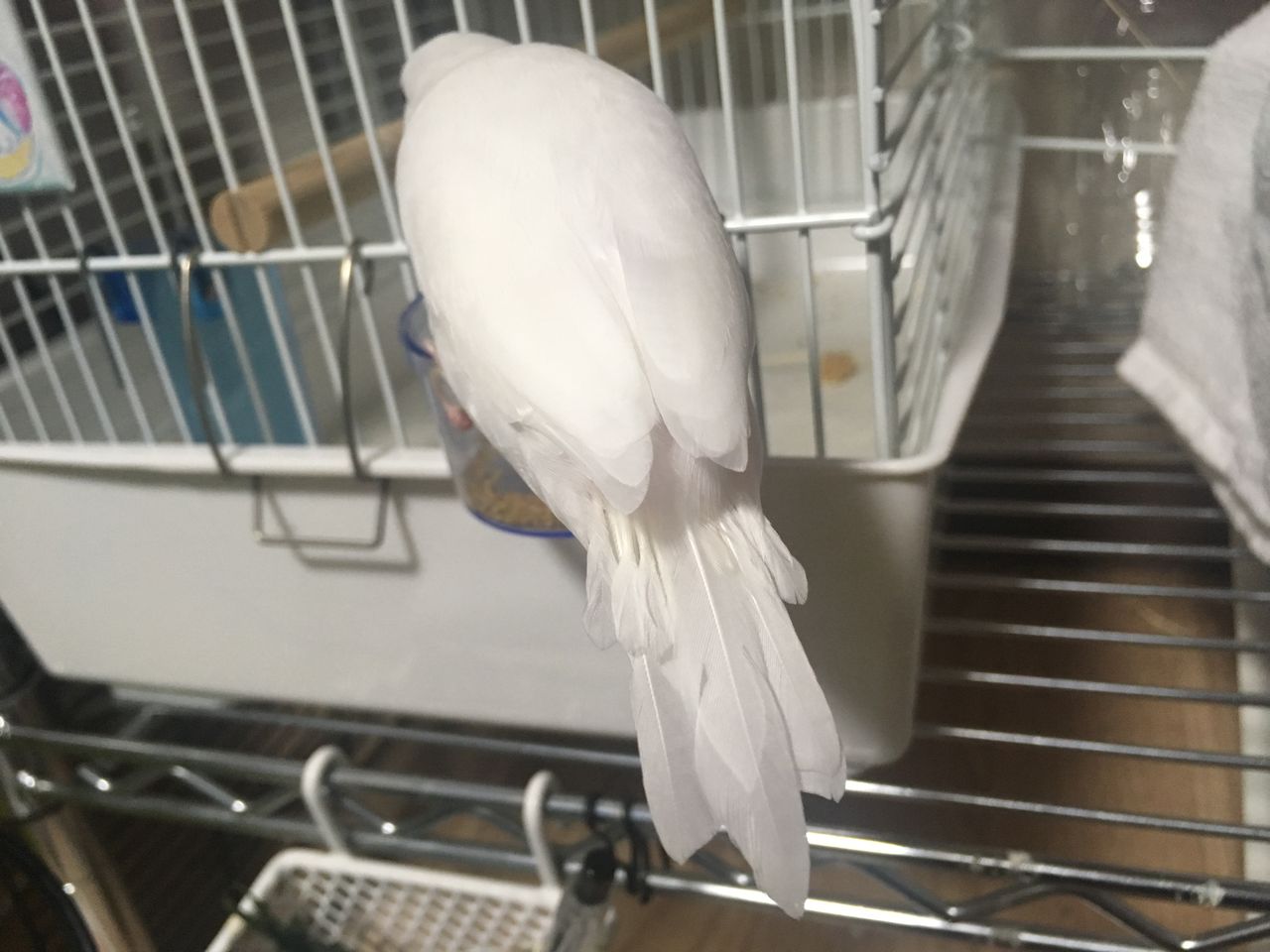 もちさんのツクツク期 始まる 白文鳥 もちぶろぐ
