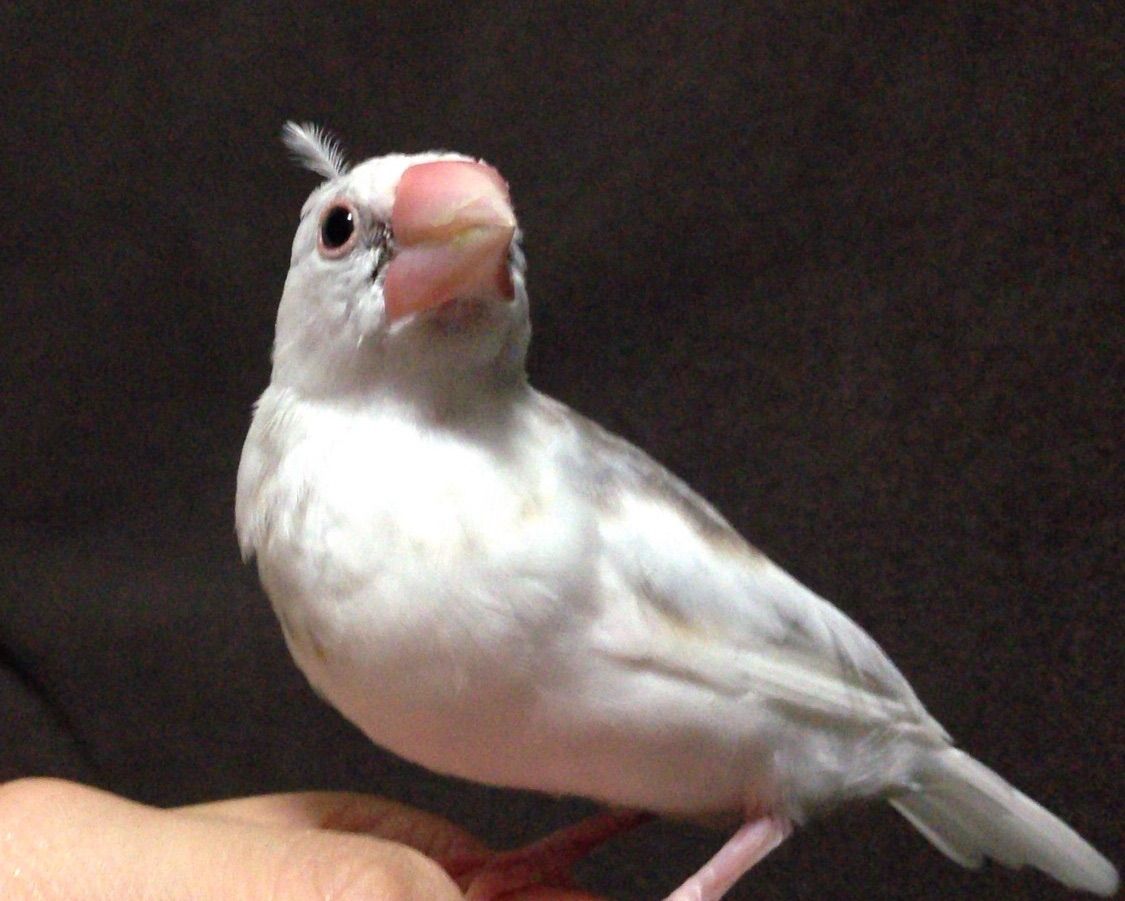 もち殿様のおなーりー 白文鳥 もちぶろぐ もち殿様のおなーりー 白文鳥 もちぶろぐ
