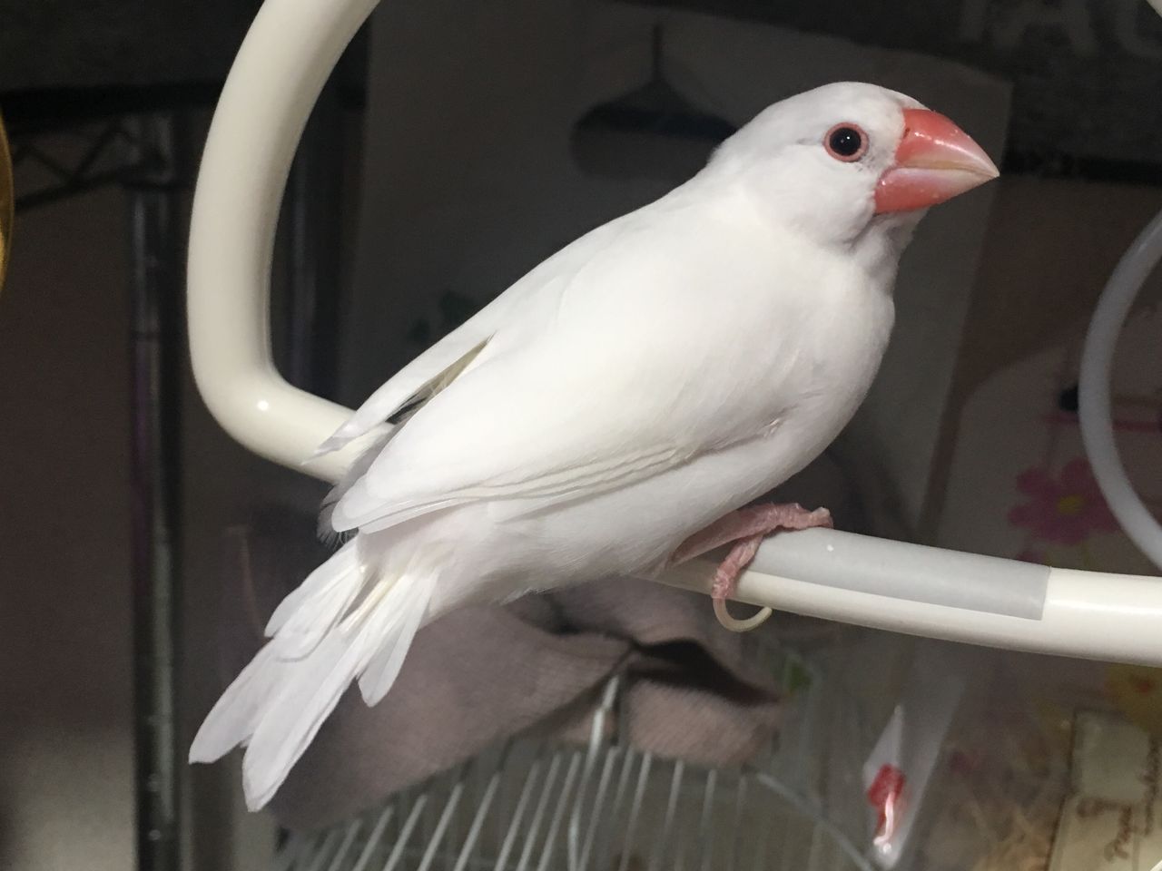もちさんのツクツク期 始まる 白文鳥 もちぶろぐ