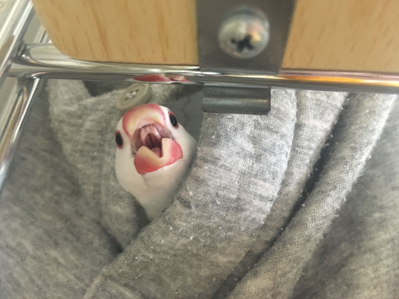 もちさん1歳 最後の日 白文鳥 もちぶろぐ もちさん1歳 最後の日 白文鳥 もちぶろぐ