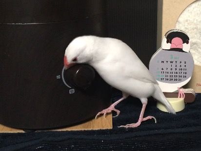 加湿器への愛がエスカレート 白文鳥 もちぶろぐ