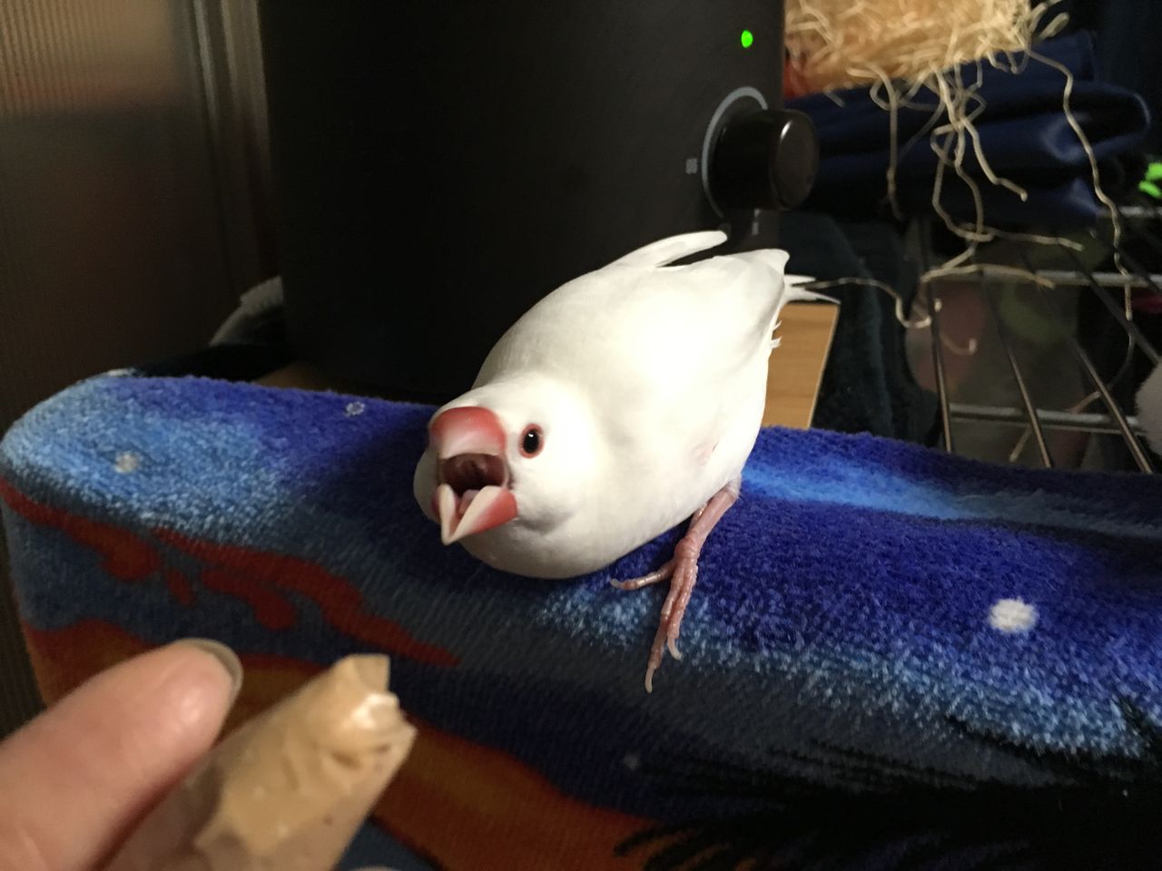 もちさんの怒りが爆発 白文鳥 もちぶろぐ もちさんの怒りが爆発 白文鳥 もちぶろぐ