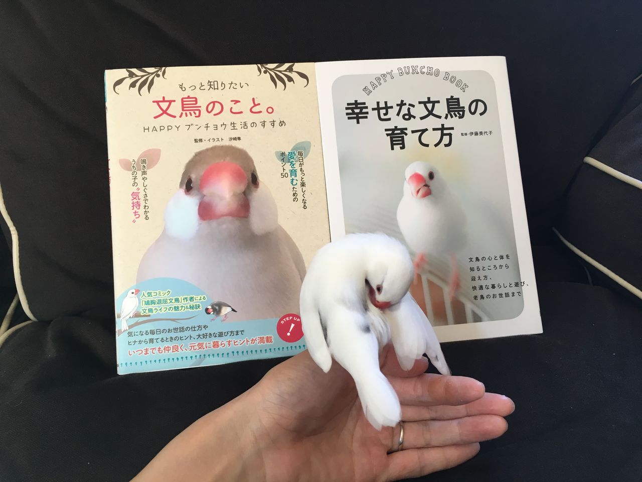 増えていく文鳥グッズ 白文鳥 もちぶろぐ