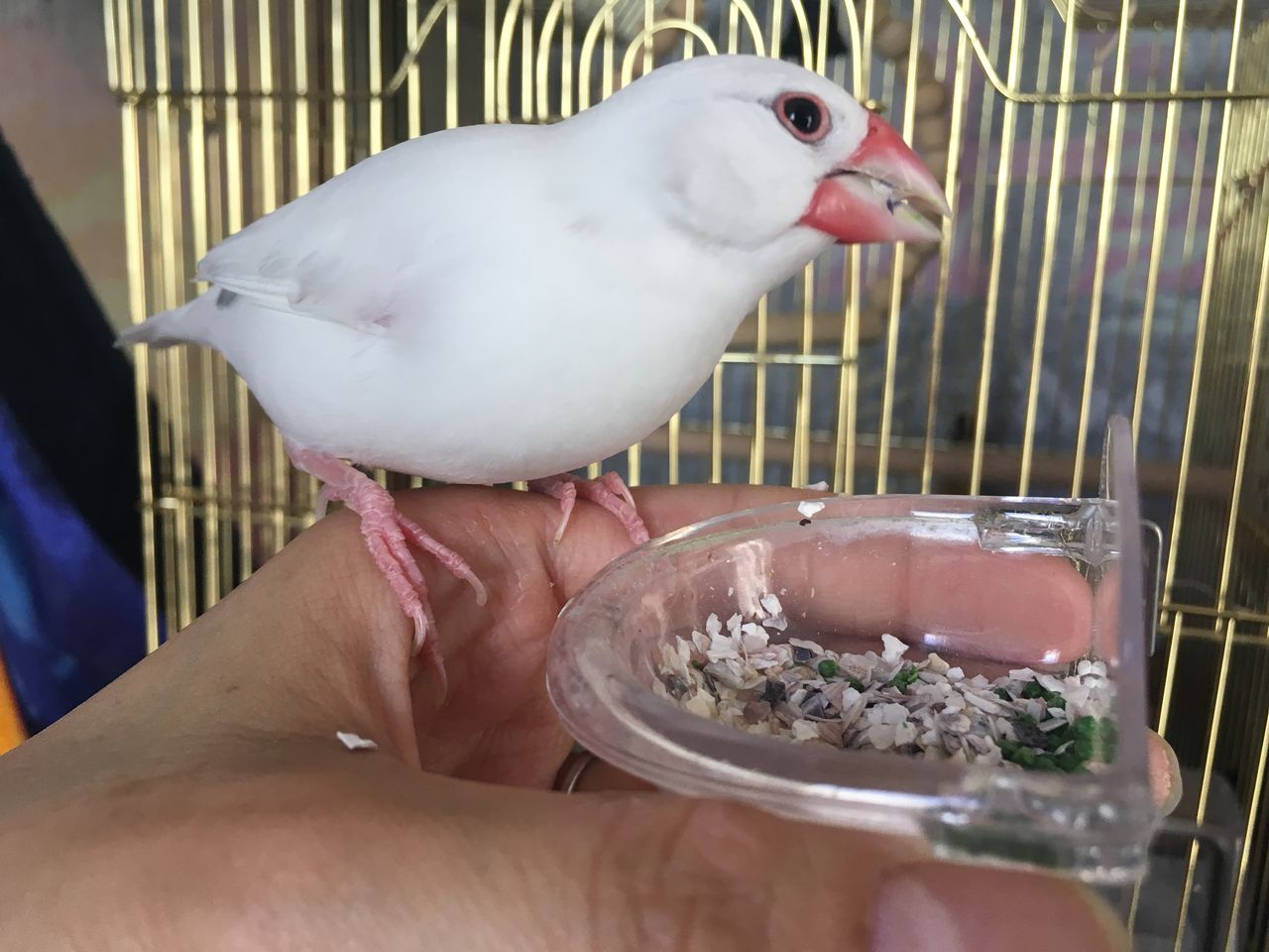 芸能人愛用 ボレー粉 鳥の餌 500ｇ Atak Com Br