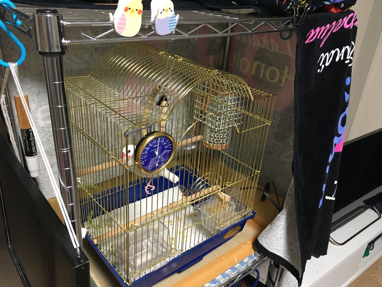 初めての冬の保温 白文鳥 もちぶろぐ