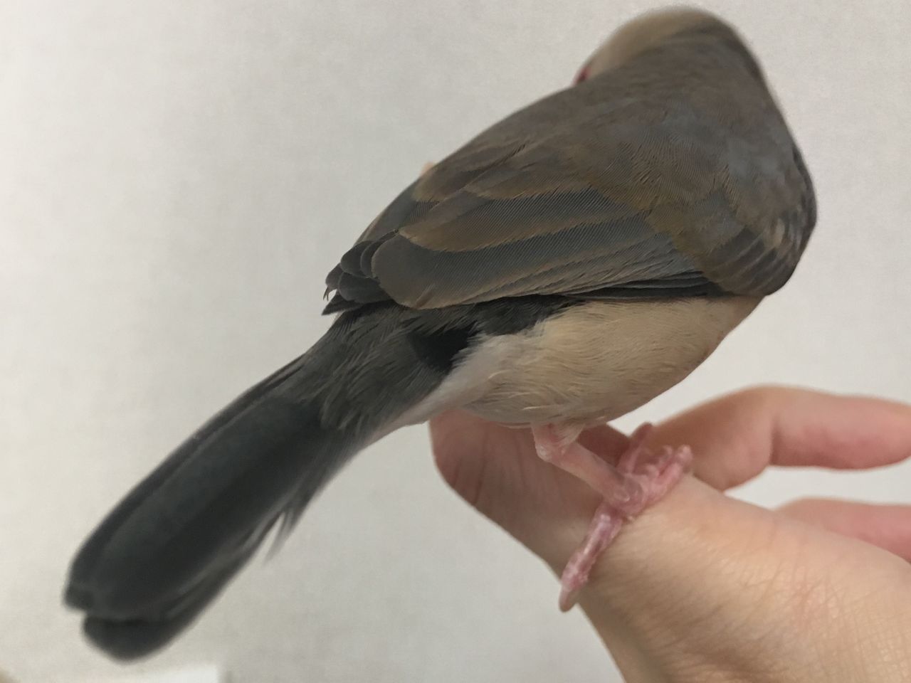あんこの黒い羽 白文鳥 もちぶろぐ あんこの黒い羽 白文鳥 もちぶろぐ