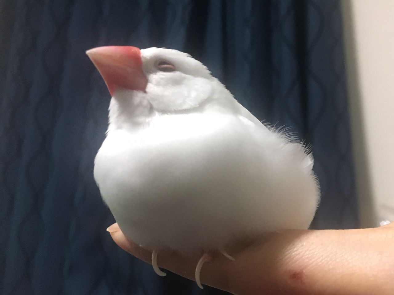 癒しと怒りのいたずらっこボス 白文鳥 もちぶろぐ 癒しと怒りのいたずらっこボス 白文鳥 もちぶろぐ