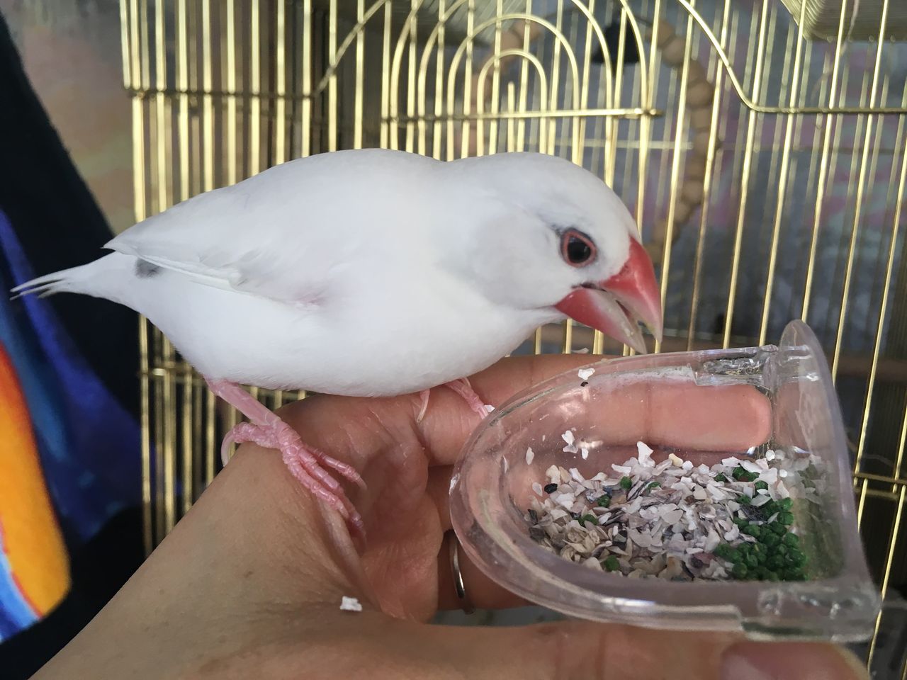 ボレー粉を食べましょう 白文鳥 もちぶろぐ