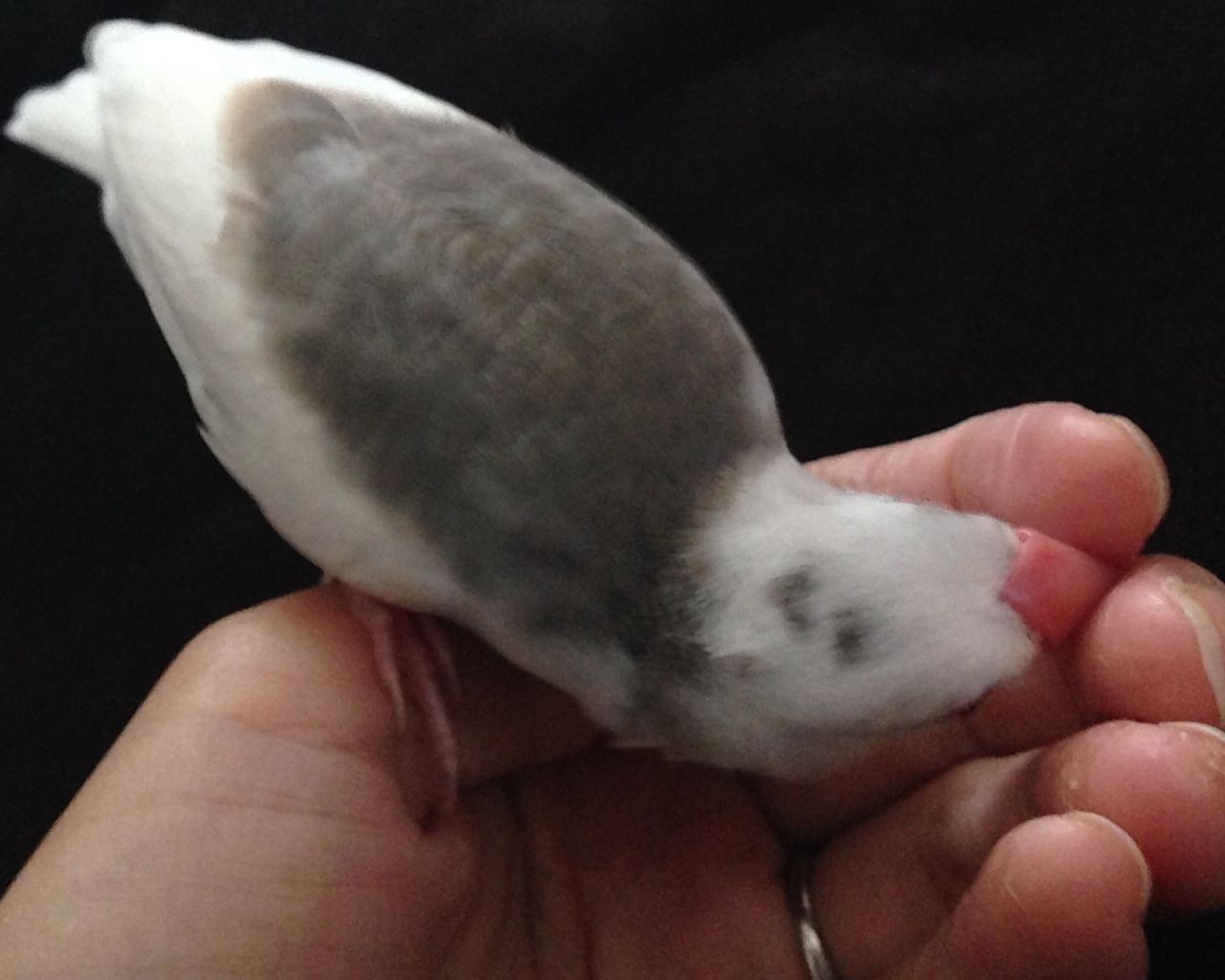 貴重なグレー羽 白文鳥 もちぶろぐ