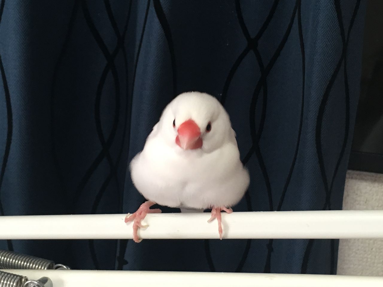 足の生えたいちご大福 白文鳥 もちぶろぐ