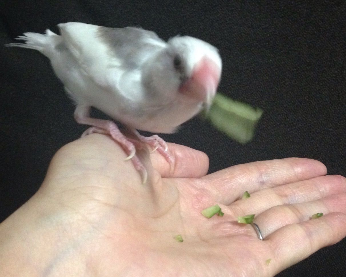 きゅうりとキャリー 白文鳥 もちぶろぐ きゅうりとキャリー 白文鳥 もちぶろぐ