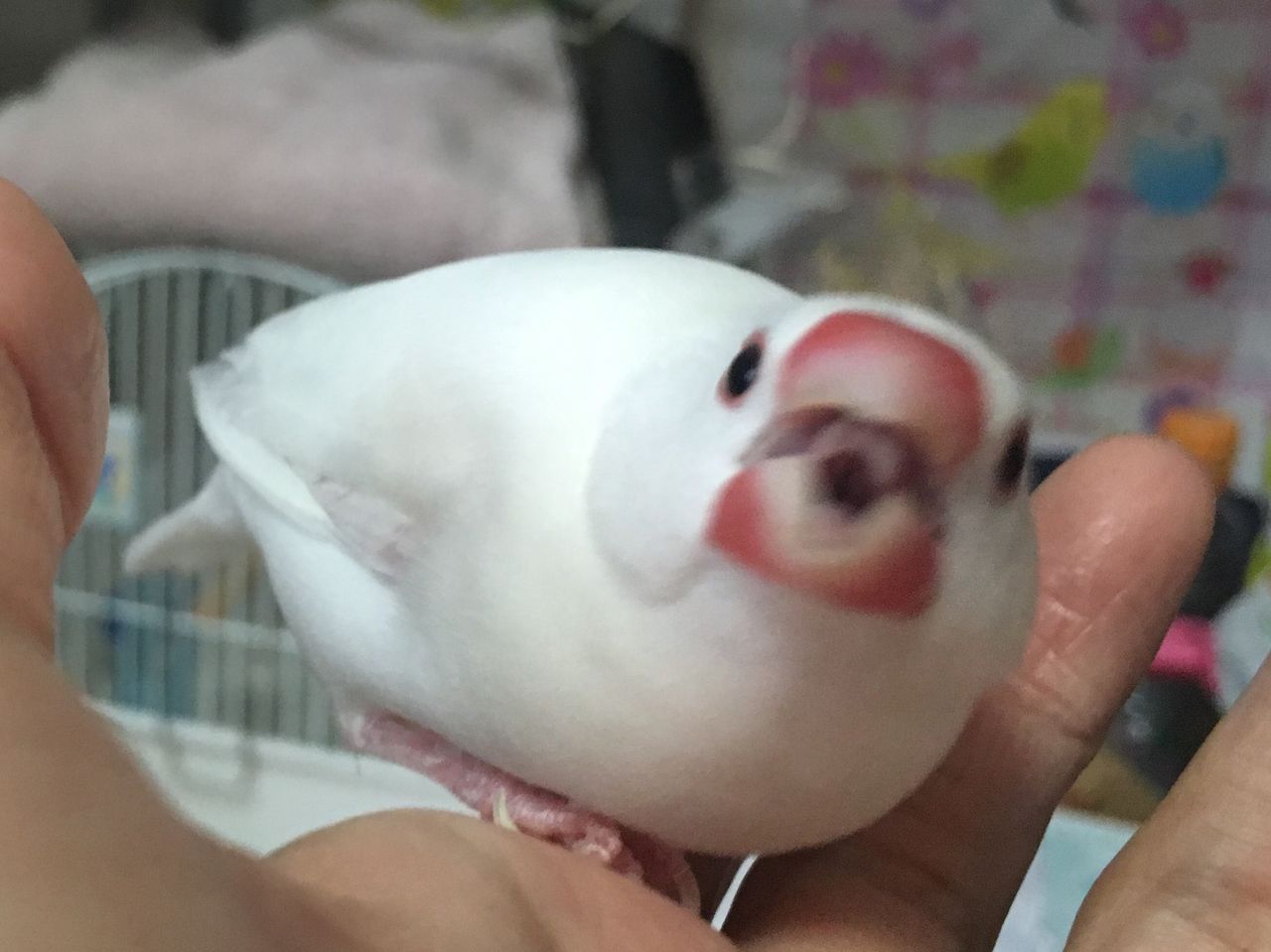 癒しと怒りのいたずらっこボス 白文鳥 もちぶろぐ 癒しと怒りのいたずらっこボス 白文鳥 もちぶろぐ