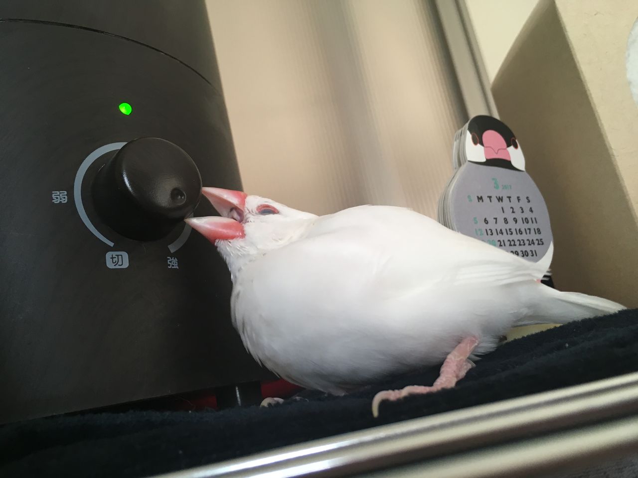 加湿器への愛がエスカレート 白文鳥 もちぶろぐ
