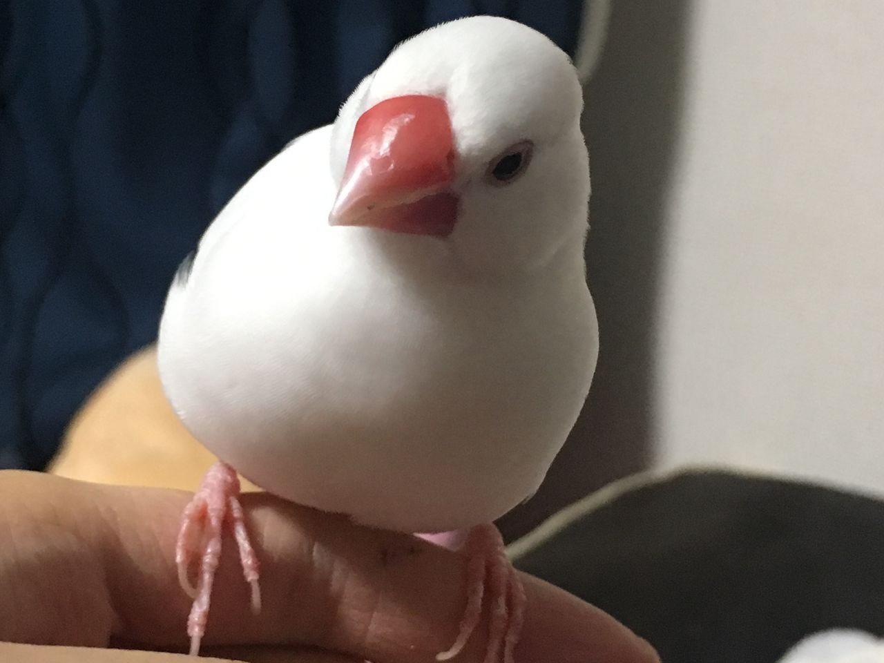 くちばしの怪我には気を付けて 白文鳥 もちぶろぐ くちばしの怪我には気を付けて 白文鳥 もちぶろぐ