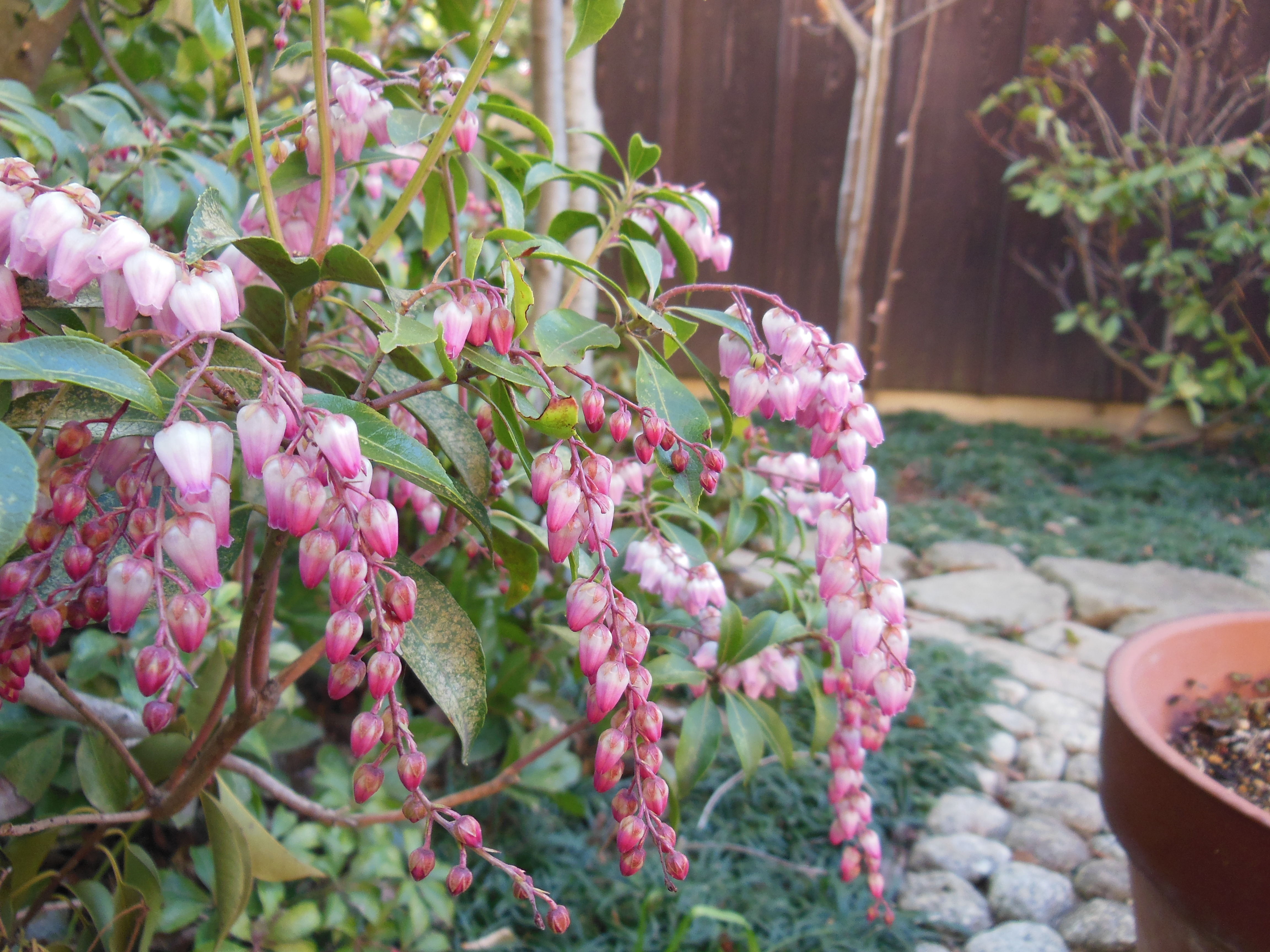 植物多様性の日本 持井工務店 スタッフ日記