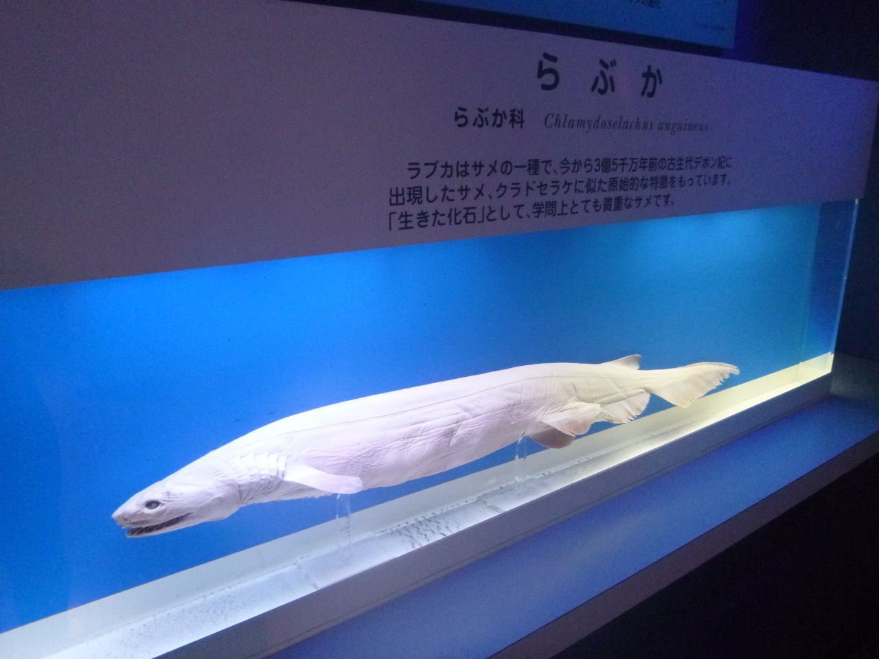 東海大学海洋科学博物館 魚好きにはおススメの水族館 もちぱぱcafe 東海大学海洋科学博物館 魚好きにはおススメの水族館 もちぱぱcafe