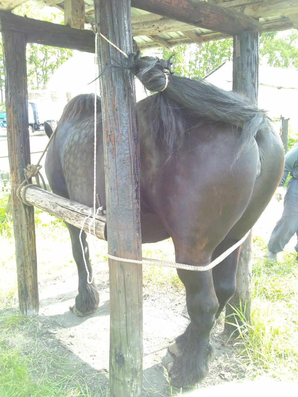 北の 来たの 獣医師 鼻捻子 ハナネジ を嫌がる馬に