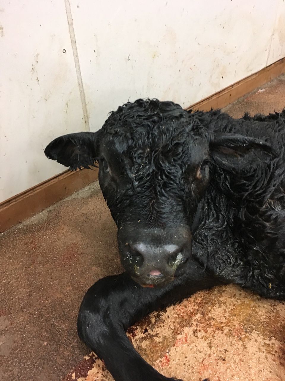 超 過大児 北の 来たの 獣医師