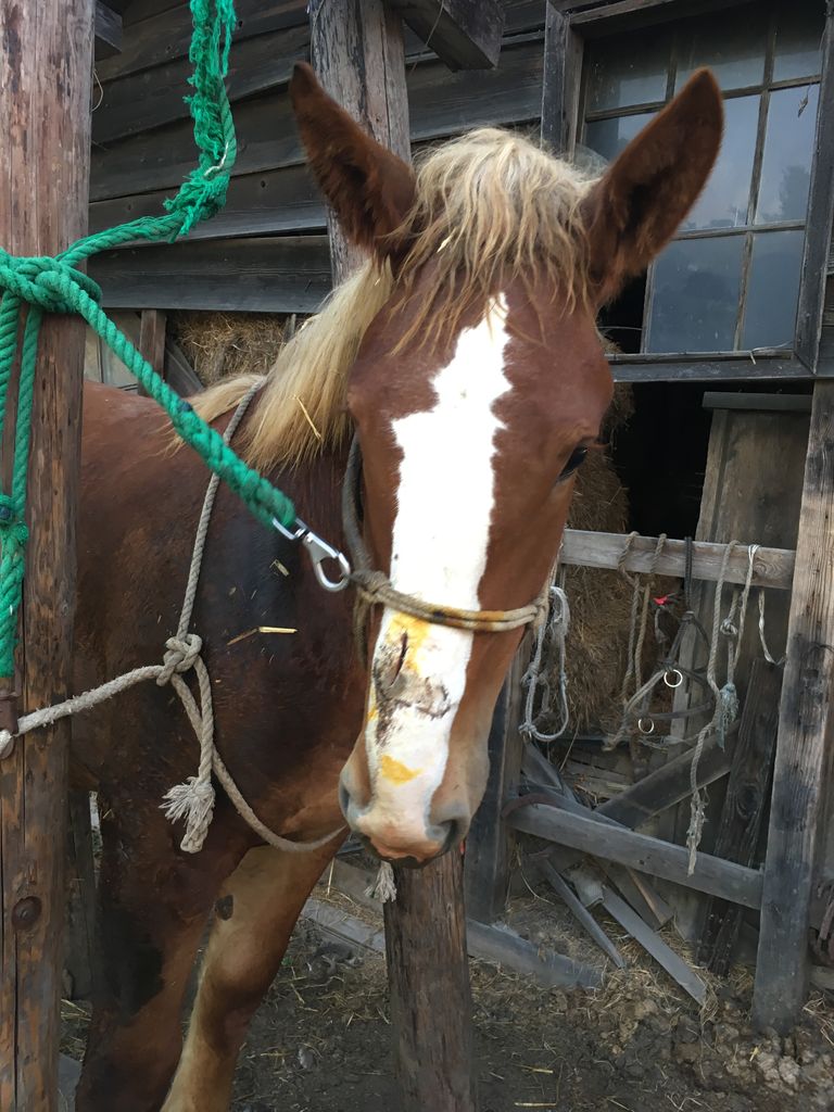 北の 来たの 獣医師 重種１才馬の鼻梁の外傷 1