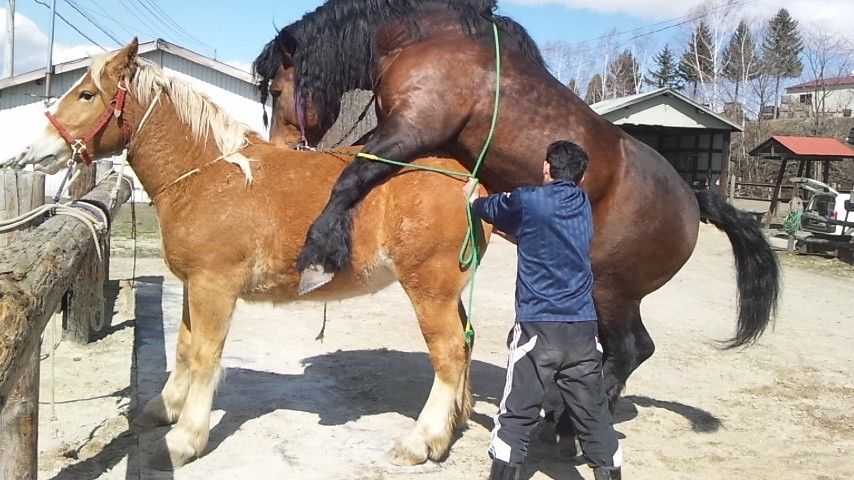 やっぱり馬の季節だね 北の 来たの 獣医師 やっぱり馬の季節だね 北の 来たの 獣医師